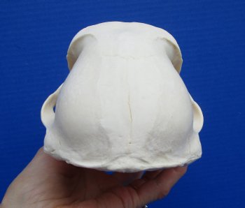 8-1/4 inches Male Chacma Baboon Skull <font color=red> Grade A </font> CITES #P-000028466 - Buy this one for $299.99 (Shipped Signature Required)