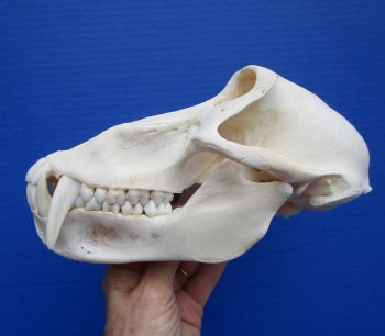 8-1/4 inches Male Chacma Baboon Skull <font color=red> Grade A </font> CITES #P-000028466 - Buy this one for $299.99 (Shipped Signature Required)