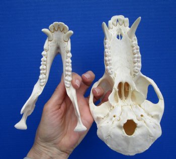 8-1/4 inches Male Chacma Baboon Skull <font color=red> Grade A </font> CITES #P-000028466 - Buy this one for $299.99 (Shipped Signature Required)