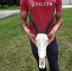 African Blesbok Skull with 14-1/2 and 14-3/4 inches Horns <font color=red> Good Quality</font> for $79.99