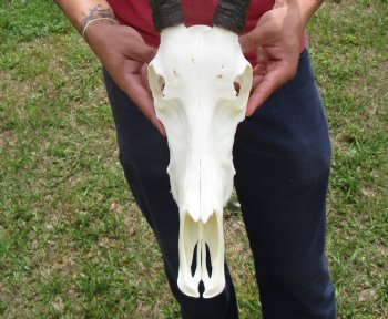 African Blesbok Skull with 14-1/2 and 14-3/4 inches Horns <font color=red> Good Quality</font> for $79.99