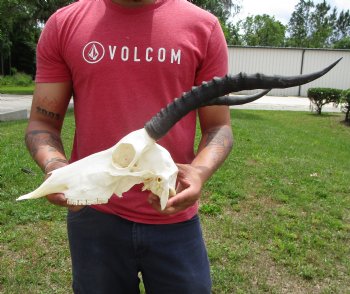 African Blesbok Skull with 14-1/2 and 14-3/4 inches Horns <font color=red> Good Quality</font> for $79.99