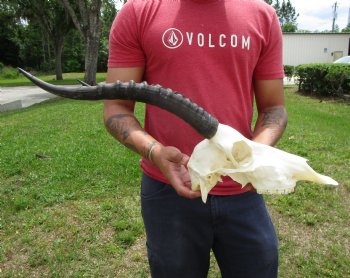 African Blesbok Skull with 14-1/2 and 14-3/4 inches Horns <font color=red> Good Quality</font> for $79.99