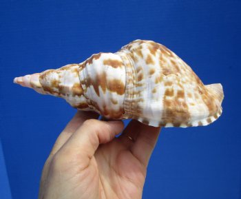 6-3/4 inches Atlantic Triton's Trumpet Shell - Buy this one for $19.99