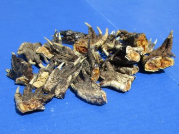 1-1/2 to 2-1/2 inches Small Alligator Feet for Crafts - Buy these 20 for $1.30 each