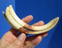 7 inches Warthog Tusk, 2.3 ounces, <font color=red> 5 inches Solid</font> - Buy for $19.99