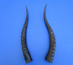 Two African Blesbok Horns <font color=red> Polished</font> 14-1/4 and 13-3/4 inches (1 right 1 left) - Buy these for $21.50 each