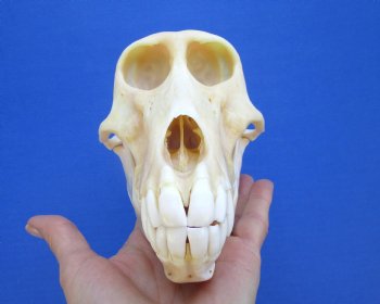 7" Female Chacma Baboon Skull - Buy this one for $154.99 (CITES p000023748)