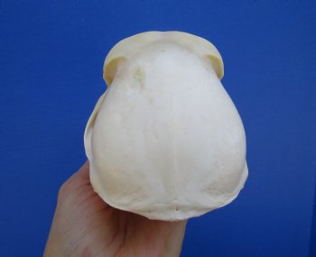 7" Female Chacma Baboon Skull - Buy this one for $154.99 (CITES p000023748)
