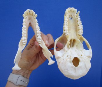 7" Female Chacma Baboon Skull - Buy this one for $154.99 (CITES p000023748)