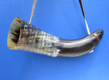 23-1/2 inches Extra Large Viking War Horn, Buffalo Blowing Horn with Leather Strap - Buy this one for $39.99