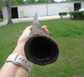 32-7/8 Iches Authentic Large Gemsbok Horn for Sale, Oryx Horn for $33.99