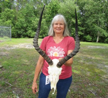 African Impala Antelope Skull for Sale with 20-1/2 and 20-3/4 inches horns <FONT COLOR=RED> Discount Grade B Quality </font>- Buy this one for $94.99