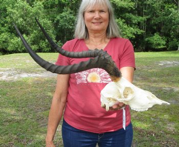 African Impala Antelope Skull for Sale with 20-1/2 and 20-3/4 inches horns <FONT COLOR=RED> Discount Grade B Quality </font>- Buy this one for $94.99