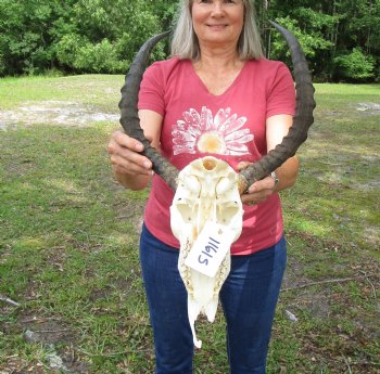 African Impala Antelope Skull for Sale with 20-1/2 and 20-3/4 inches horns <FONT COLOR=RED> Discount Grade B Quality </font>- Buy this one for $94.99