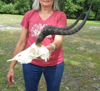 African Impala Antelope Skull for Sale with 20-1/2 and 20-3/4 inches horns <FONT COLOR=RED> Discount Grade B Quality </font>- Buy this one for $94.99