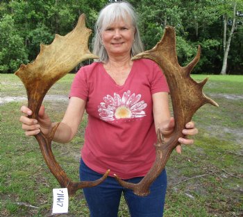 Two Fallow Deer Antlers for Carving and Painting, 19 by 8 and 16-1/4 by 7-1/2 inches - Buy these 2 for $59.99