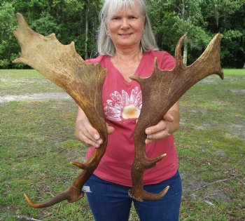 Two Fallow Deer Antlers for Carving and Painting, 19 by 8 and 16-1/4 by 7-1/2 inches - Buy these 2 for $59.99
