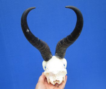 Male African Springbok Skull with 9-1/4 and 9-1/2 inches Horns for $74.99
