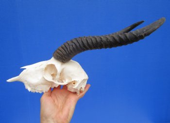 African Male Springbok Skull with 11 and 10-1/2 inches <font color=red> Grade B</font> for $59.99