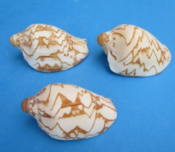 2 to 3 inches Noble Volute Shells, Cymbiola Nobilis for Seashell Crafts - 25 @ .64 each