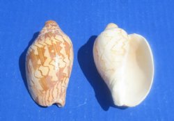 3 to 4 inches Noble Volute Shells, Cymbiola Nobilis for Seashell Crafts - 10 @ .80 each