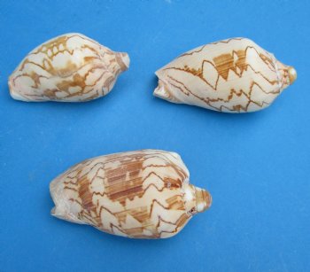 3 to 4 inches Noble Volute Shells, Cymbiola Nobilis - 10 @ .96 each