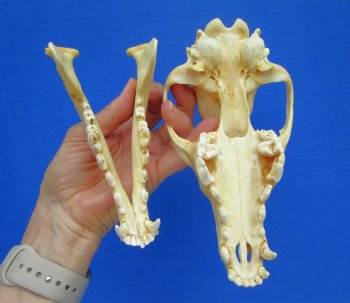 North American Coyote Skull, 7-1/2" by 3-3/4" - Buy this one for $44.99