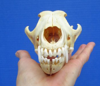 North American Coyote Skull, 7-1/2" by 3-3/4" - Buy this one for $44.99