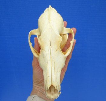 North American Coyote Skull, 7-1/2" by 3-3/4" - Buy this one for $44.99