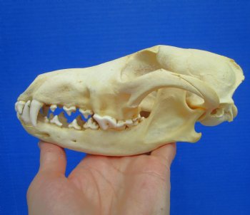 North American Coyote Skull, 7-1/2" by 3-3/4" - Buy this one for $44.99