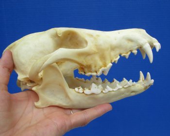 North American Coyote Skull, 7-3/4" by 3-3/4" - Buy this one for $44.99