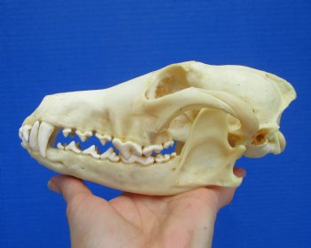 North American Coyote Skull, 7-3/4" by 3-3/4" - Buy this one for $44.99
