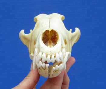 North American Coyote Skull, 7-3/4" by 3-3/4" - Buy this one for $44.99