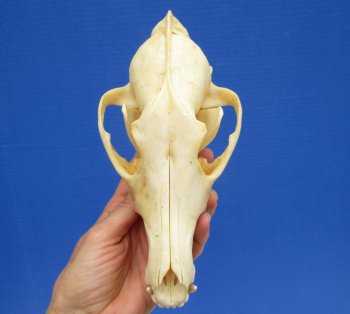 North American Coyote Skull, 7-3/4" by 3-3/4" - Buy this one for $44.99