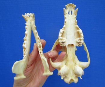 North American Coyote Skull, 7-3/4" by 3-3/4" - Buy this one for $44.99