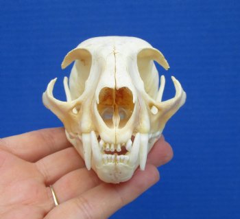 4-1/2 inches Authentic Bobcat Skull for $69.99