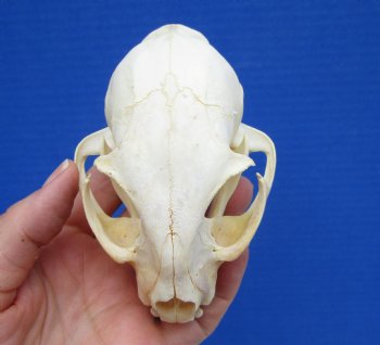 4-1/2 inches Authentic Bobcat Skull for $69.99