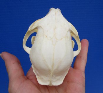 4-1/2 inches Authentic Bobcat Skull for $69.99