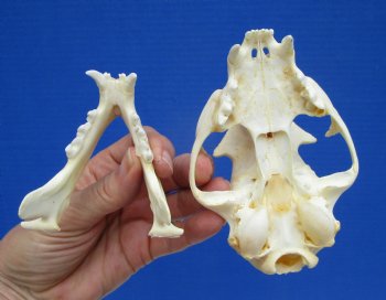 4-7/8 inches Authentic Bobcat Skull for $69.99