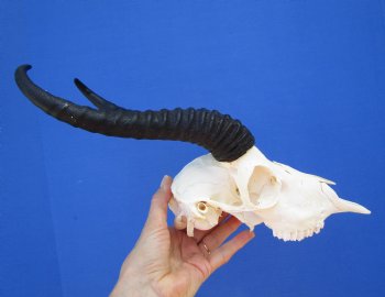 Male African Springbok Skull with 9-3/4 inches Horns - Buy this one for $69.99