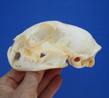 4-3/4 inches North American Bobcat Skull for $69.99