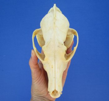 North American Coyote Skull, 7-1/2" x 3-3/4" - Buy this one for $44.99