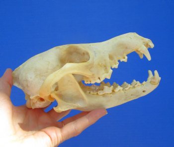 North American Coyote Skull, 7-1/2" x 3-3/4" - Buy this one for $44.99