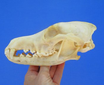 North American Coyote Skull, 7-1/2" x 3-3/4" - Buy this one for $44.99