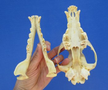 North American Coyote Skull, 7-1/2" x 3-3/4" - Buy this one for $44.99