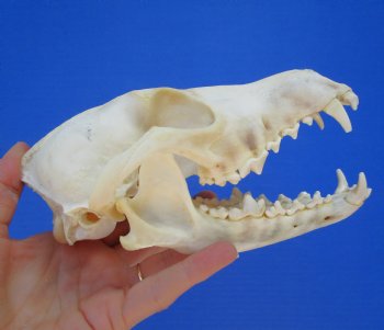 North American Coyote Skull, 7-1/4" by 3-1/2" - Buy this one for $44.99