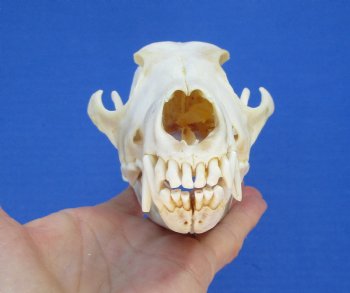 North American Coyote Skull, 7-1/4" by 3-1/2" - Buy this one for $44.99