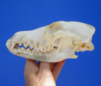 North American Coyote Skull, 7-1/4" by 3-1/2" - Buy this one for $44.99