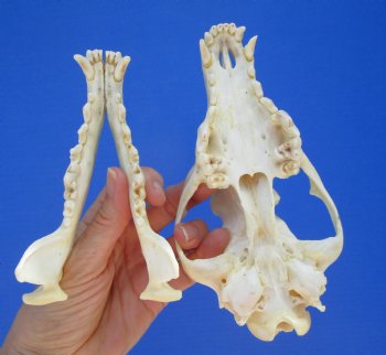North American Coyote Skull, 7-1/4" by 3-1/2" - Buy this one for $44.99